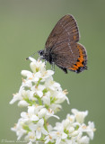 Black Hairstreak