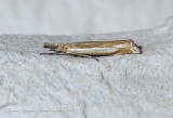 Crambus pascuella