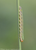 *NEW* sawfly (Dolerus sp) larvum