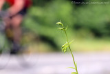 Green-flowered Helleborine