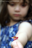 Small Elephant Hawk-moth