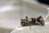 Toadflax Brocade