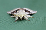 Nut-tree Tussock