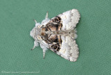 Nut-tree Tussock
