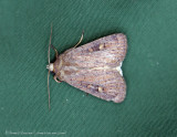 Square-spot Rustic