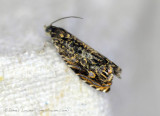 Cherry-bark Moth