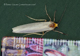 Hoary Footman