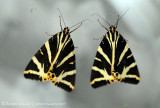 Jersey Tiger