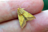 Bordered Sallow