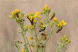 Cinnabar Moth caterpillar