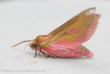 Elephant Hawk-moth