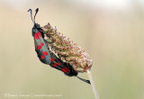 Six-spot Burnet