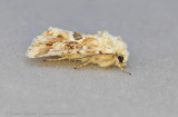 Dusky Sallow