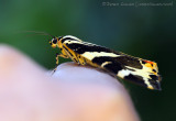 Jersey Tiger