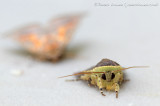 Lesser Broad-bordered Yellow Underwing