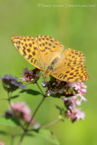 Silver-washed Fritillary