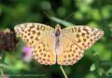 *NEW* Silver-washed Fritillary