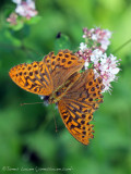 Silver-washed Fritillary