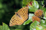 Silver-washed Fritillary