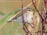 Arctic Warbler