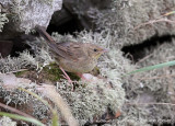 Lanceolated Warbler