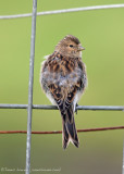 Twite