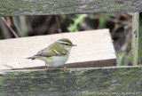 Yellow-browed Warbler