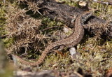 Common Lizard