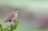 Song Thrush