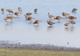 Hudsonian Godwit