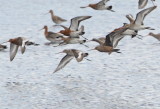 Hudsonian Godwit