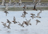 Hudsonian Godwit