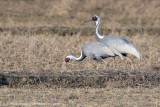 White-naped Crane