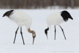 Red-crowned Crane