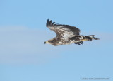 White-tailed Eagle_1900