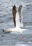 Slaty-backed Gull_9412