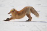 Red Fox_3857