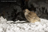 Blakistons Fish Owl