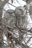 Ural Owl