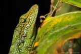 Ecuador amphibians & reptiles