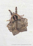 moth, Septimo Paraiso