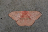 moth, Septimo Paraiso