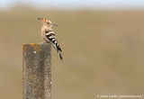 Hoopoe