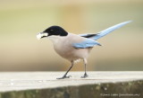 Iberian Magpie