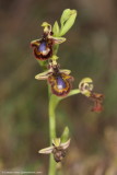 Mirror Orchid 