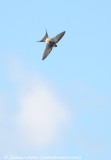 Red-rumped Swallow 