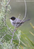 Sardinian Warbler 