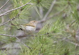 Western Bonellis Warbler 