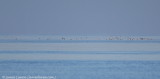 Long-tailed Ducks 