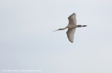 Spoonbill 